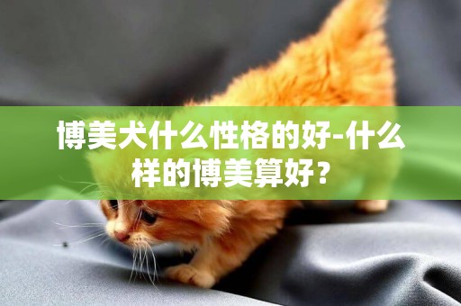 博美犬什么性格的好-什么樣的博美算好？