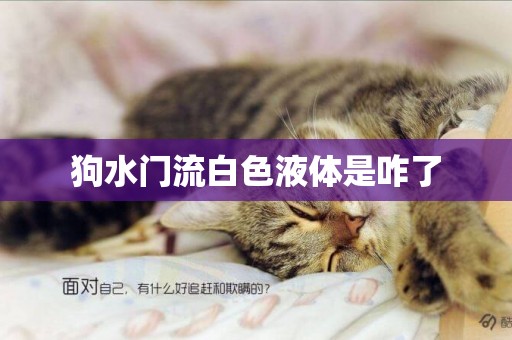 狗水門流白色液體是咋了