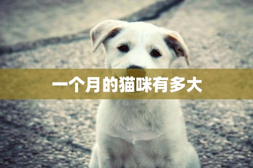 一個月的貓咪有多大