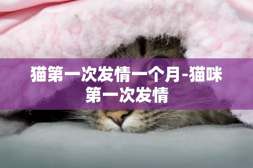 貓第一次發情一個月-貓咪第一次發情