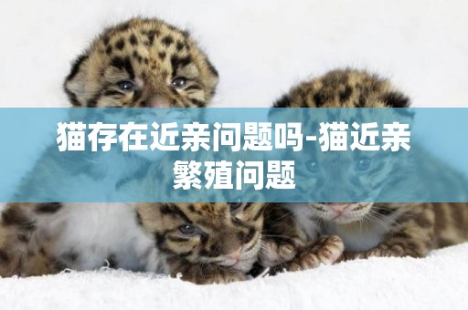 貓存在近親問題嗎-貓近親繁殖問題