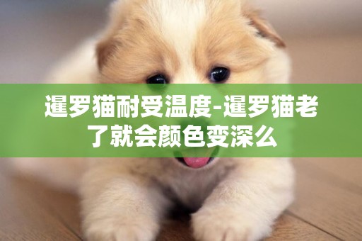 暹羅貓耐受溫度-暹羅貓老了就會顏色變深么