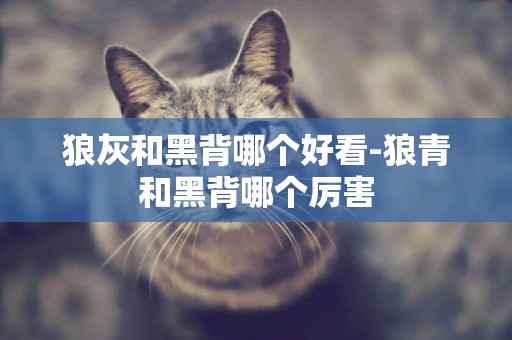 狼灰和黑背哪個好看-狼青和黑背哪個厲害