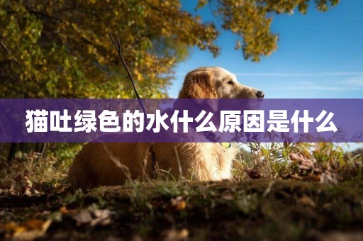 貓吐綠色的水什么原因是什么