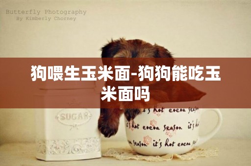 狗喂生玉米面-狗狗能吃玉米面嗎