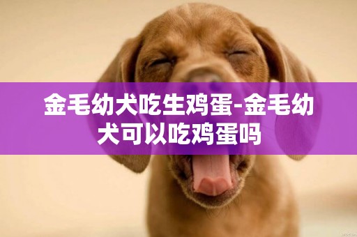 金毛幼犬吃生雞蛋-金毛幼犬可以吃雞蛋嗎