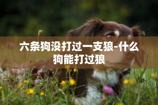 六條狗沒打過一支狼-什么狗能打過狼