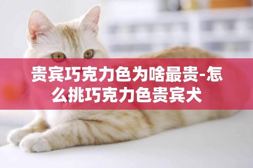 貴賓巧克力色為啥最貴-怎么挑巧克力色貴賓犬