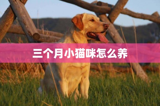 三個月小貓咪怎么養