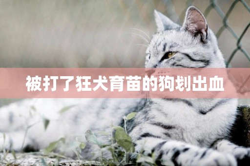 被打了狂犬育苗的狗劃出血