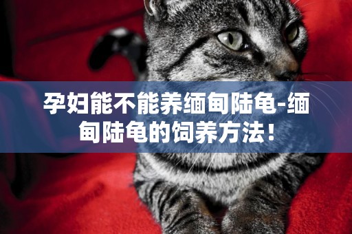 孕婦能不能養緬甸陸龜-緬甸陸龜的飼養方法！