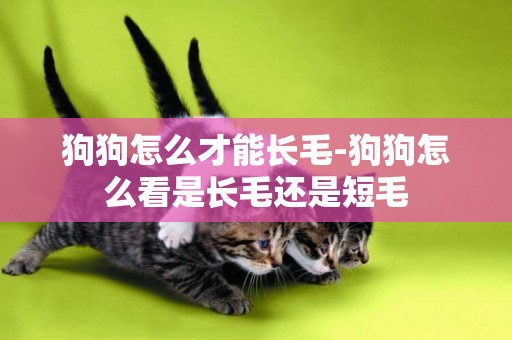 狗狗怎么才能長毛-狗狗怎么看是長毛還是短毛