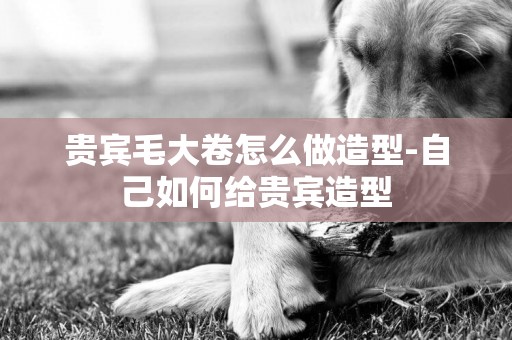貴賓毛大卷怎么做造型-自己如何給貴賓造型