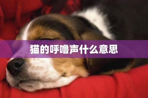 貓的呼嚕聲什么意思