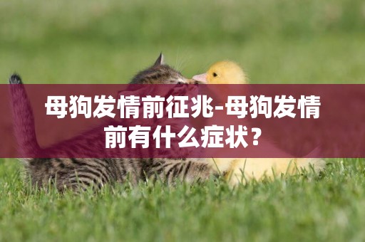 母狗發情前征兆-母狗發情前有什么癥狀？