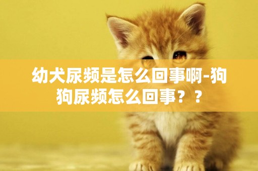 幼犬尿頻是怎么回事啊-狗狗尿頻怎么回事？？