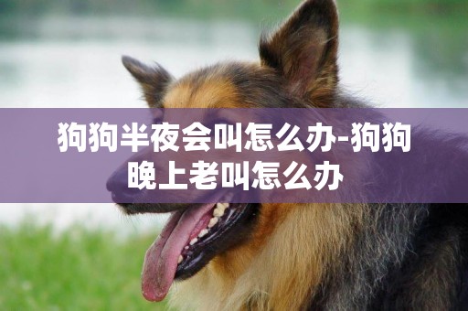 狗狗半夜會叫怎么辦-狗狗晚上老叫怎么辦