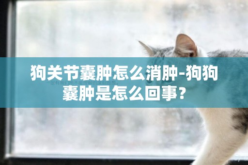 狗關節囊腫怎么消腫-狗狗囊腫是怎么回事？