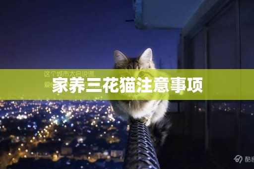 家養三花貓注意事項
