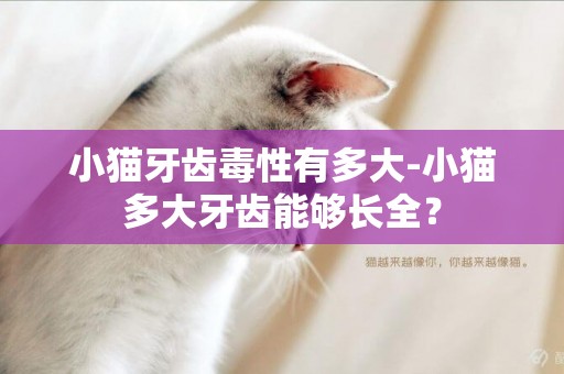 小貓牙齒毒性有多大-小貓多大牙齒能夠長全？