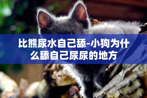 比熊尿水自己舔-小狗為什么舔自己尿尿的地方