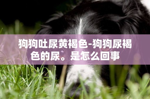 狗狗吐尿黃褐色-狗狗尿褐色的尿。是怎么回事