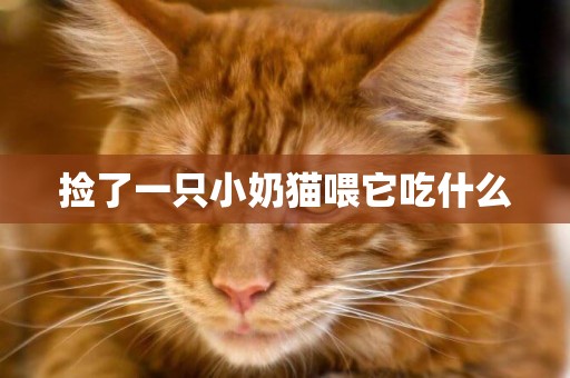 撿了一只小奶貓喂它吃什么