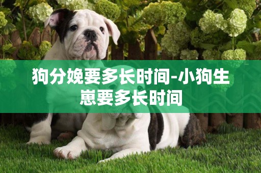 狗分娩要多長時間-小狗生崽要多長時間
