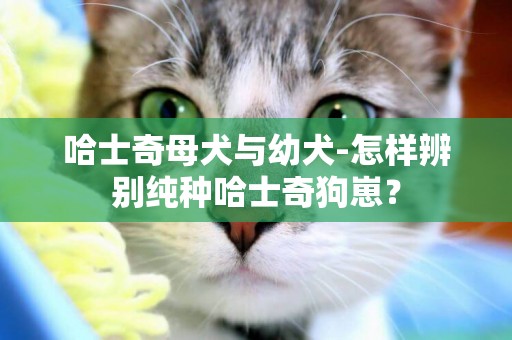 哈士奇母犬與幼犬-怎樣辨別純種哈士奇狗崽？