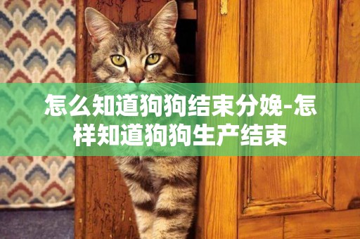 怎么知道狗狗結束分娩-怎樣知道狗狗生產結束