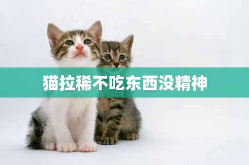 貓拉稀不吃東西沒精神