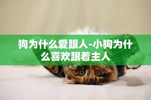 狗為什么愛跟人-小狗為什么喜歡跟著主人