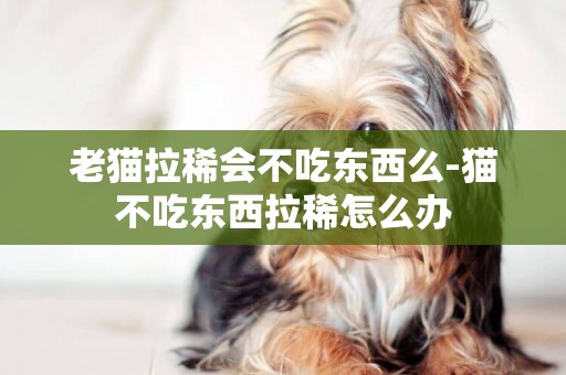 老貓拉稀會不吃東西么-貓不吃東西拉稀怎么辦