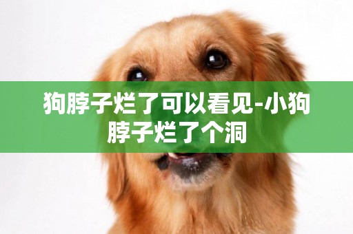 狗脖子爛了可以看見-小狗脖子爛了個洞