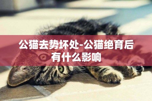 公貓去勢壞處-公貓絕育后有什么影響