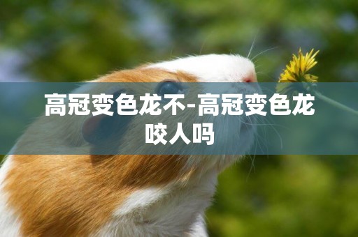 高冠變色龍不-高冠變色龍咬人嗎