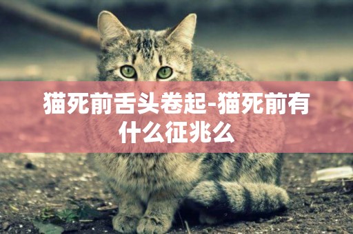 貓死前舌頭卷起-貓死前有什么征兆么