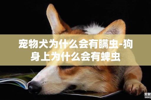 寵物犬為什么會有瞞蟲-狗身上為什么會有蜱蟲