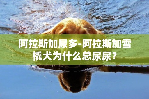阿拉斯加尿多-阿拉斯加雪橇犬為什么總尿尿？