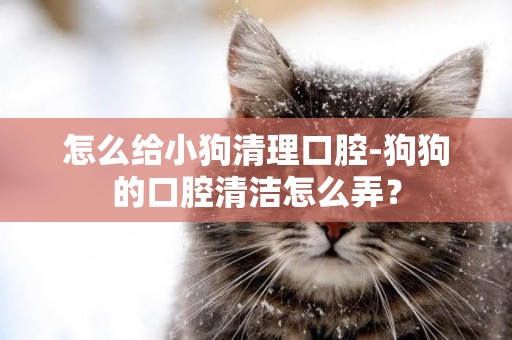 怎么給小狗清理口腔-狗狗的口腔清潔怎么弄？