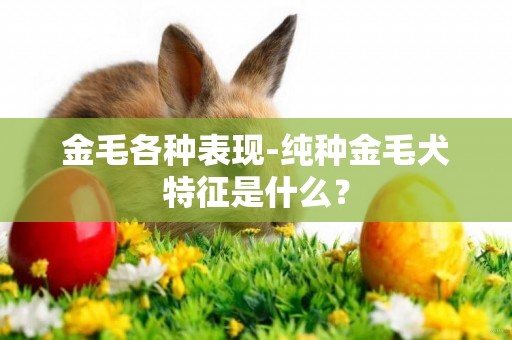 金毛各種表現-純種金毛犬特征是什么？