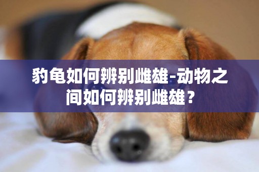 豹龜如何辨別雌雄-動物之間如何辨別雌雄？