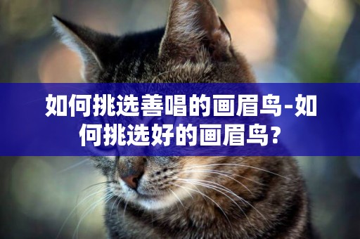 如何挑選善唱的畫眉鳥-如何挑選好的畫眉鳥?