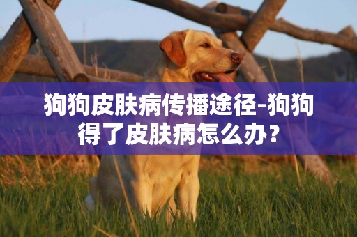 狗狗皮膚病傳播途徑-狗狗得了皮膚病怎么辦？