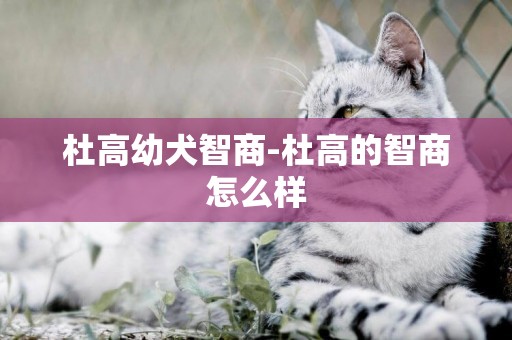 杜高幼犬智商-杜高的智商怎么樣