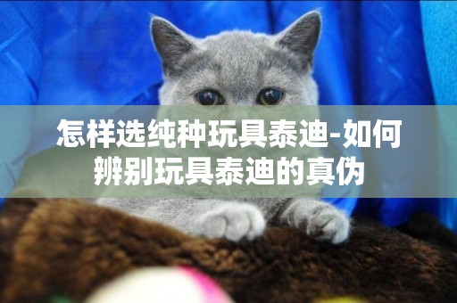 怎樣選純種玩具泰迪-如何辨別玩具泰迪的真偽