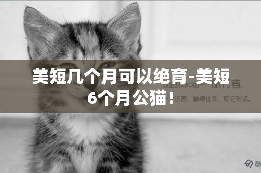 美短幾個月可以絕育-美短6個月公貓！
