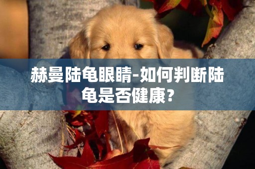 赫曼陸龜眼睛-如何判斷陸龜是否健康？