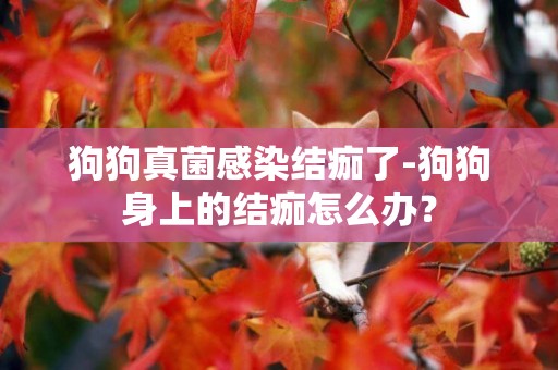 狗狗真菌感染結痂了-狗狗身上的結痂怎么辦？