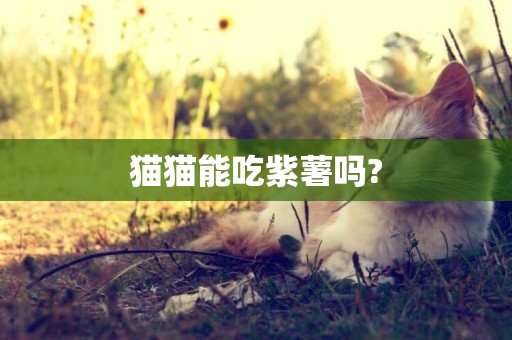 貓貓能吃紫薯嗎?